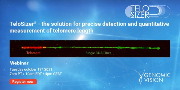 TeloSizer® the solution for precise detection and quantitative measurement of telomere length