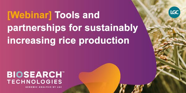 Tools and partnerships for sustainably increasing rice production