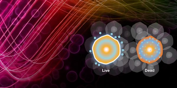 New fixable viability dyes and applications for flow cytometry