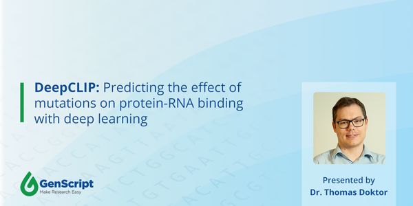 DeepCLIP: Predicting the effect of mutations on protein-RNA binding with deep learning