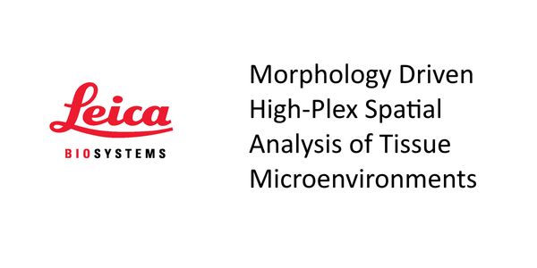 Morphology Driven High-Plex Spatial Analysis of Tissue Microenvironments