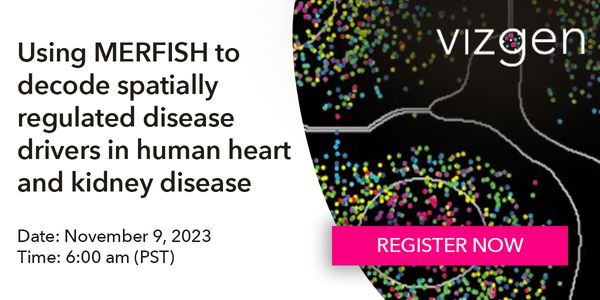 Using MERFISH to decode spatially regulated disease drivers in human heart and kidney disease