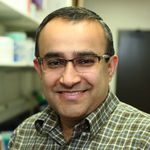 Microfabricated Human Liver Tissues for Drug Development