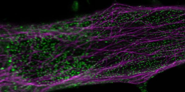 AI Microscopy Symposium, 7th edition