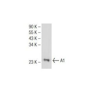 A1 B 3 Alexa Fluor 594 Science Company Labroots