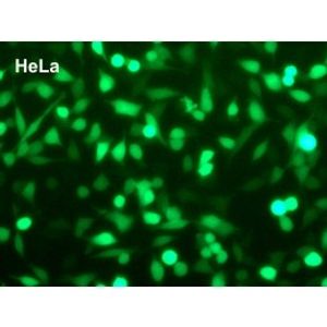 EcoTransfect -DNA Transfection Reagent