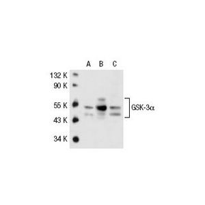 GSK-3α/β (0011-A) Alexa Fluor® 488