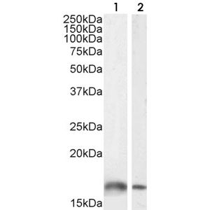 Anti-Iba1 antibody