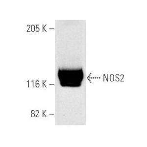 NOS2 (C-11) Alexa Fluor® 647