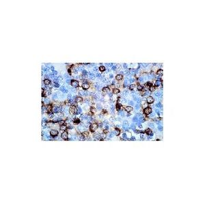 CD8 (UCH-T4) Alexa Fluor® 680