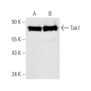 Tak1 (C-9) FITC