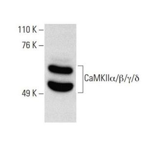 CaMKIIα/β/γ/δ (G-1) HRP