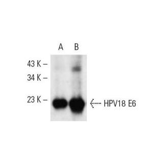 HPV16 E6/18 E6 (C1P5) FITC
