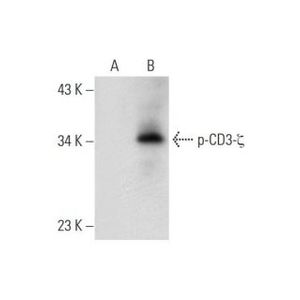 p-CD3-ζ (C415.9A) Alexa Fluor® 647
