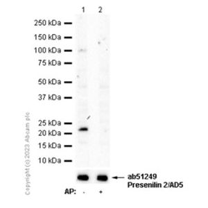 Senescence Detection Kit(AB65351)