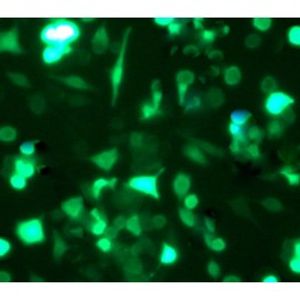 RmesFect CRISPR -Transfection Reagent