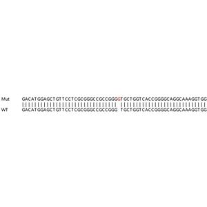 Anti-Ctip2 antibody [25B6](AB18465)
