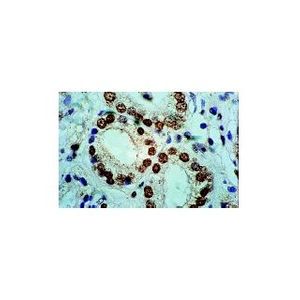 PAR4 (A-10) Alexa Fluor® 647