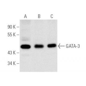 GATA-3 (HG3-31) PE