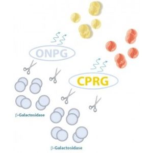 ONPG Kit -for Transfection Assay