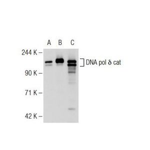 DNA pol δ cat (A-9) HRP