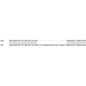 Human IFN gamma High Sensitivity ELISA Kit(AB236895)