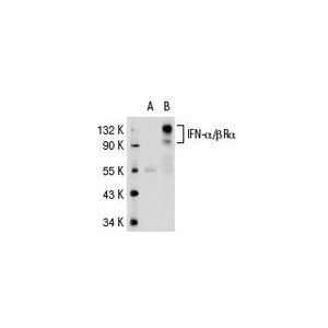 IFN-α/βRα (H-11) HRP