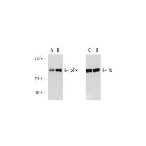 p-Trk (E-6) Alexa Fluor® 546