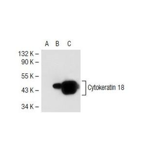 Cytokeratin 5/8 (C50) Alexa Fluor® 488