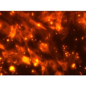 ProDeliverIN CRISPR Kit