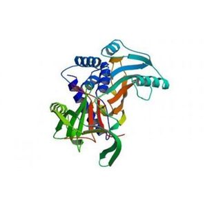 Alpha-1-Antichymotrypsin