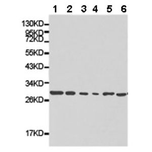 Goat Anti-Mouse IgG H&L (HRP)(AB205719)