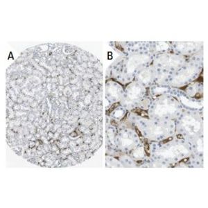 apoB (C1.4) Alexa Fluor® 546