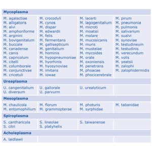 MycoSPY® - PCR Mycoplasma Test Kit