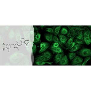 "3-((1H-benzo[d]imadazol-4-yl)methyl)-5-(3,5-difluoro-4-hydroxybenzylidene)-2-methyl-3,5-dihydro-4H-imidazol-4-one ( BI )"