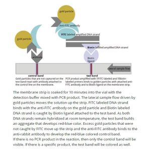 PCRbeam™ Fast PCR Detection Kit
