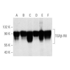 TGFβ RII (C-4) Alexa Fluor® 546