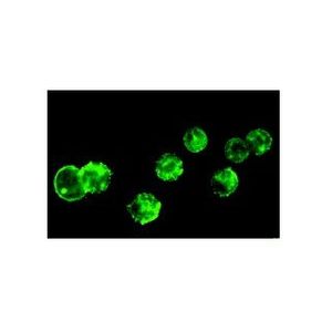 Mucin 2 (Ccp58) Alexa Fluor® 790