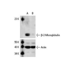 β-2-Microglobulin (BBM.1) Alexa Fluor® 790