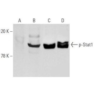 p-Stat1 (A-2) PE