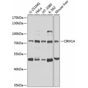 Anti-CIRH1A antibody