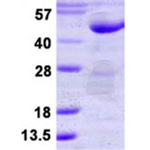 Anti-CD4 antibody [EPR6855](AB133616)