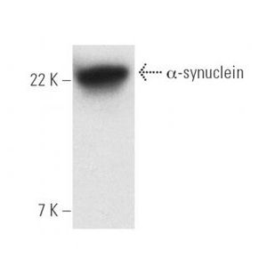 α-synuclein (211) Alexa Fluor® 790