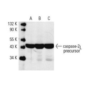 caspase-2L (F-7) Alexa Fluor® 790