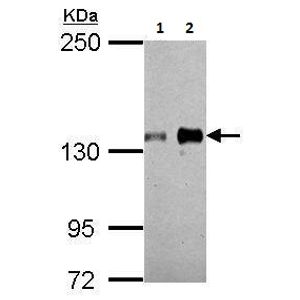 Anti-Histone H3 (citrulline R8) antibody [EPR20358-13] - BSA and Azide free(AB232939)