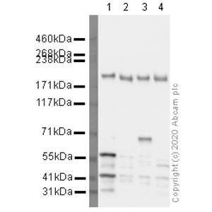 Anti-Mannose Receptor antibody