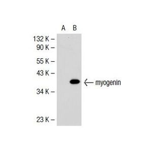 myogenin (D-10) X