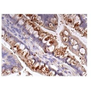 IL-1α (B-7) Alexa Fluor® 488