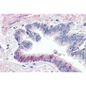 Mouse monoclonal [2C11] Anti-Human IgG1 Fc(AB1927)
