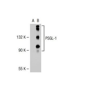 PSGL-1 (KPL1)